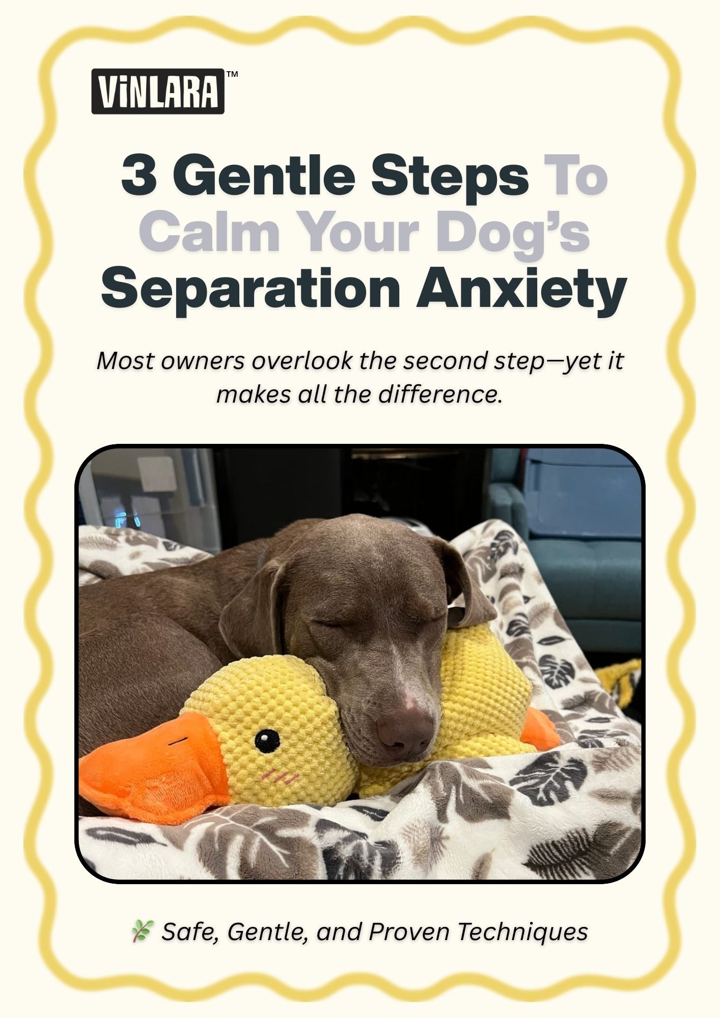 3 Gentle Steps To Calm Your Dog's Separation Anxiety
