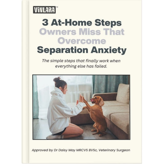 3 At-Home Steps Owners Miss That Overcome Separation Anxiety