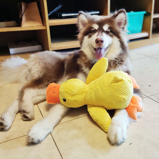 Chewing Duck Toy